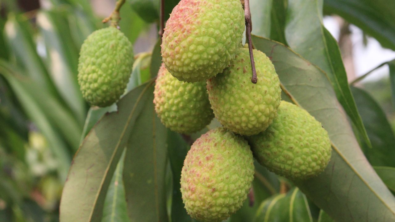 Litchi Pest Control Fruit Borer Management Advisory For Lychee Farmers