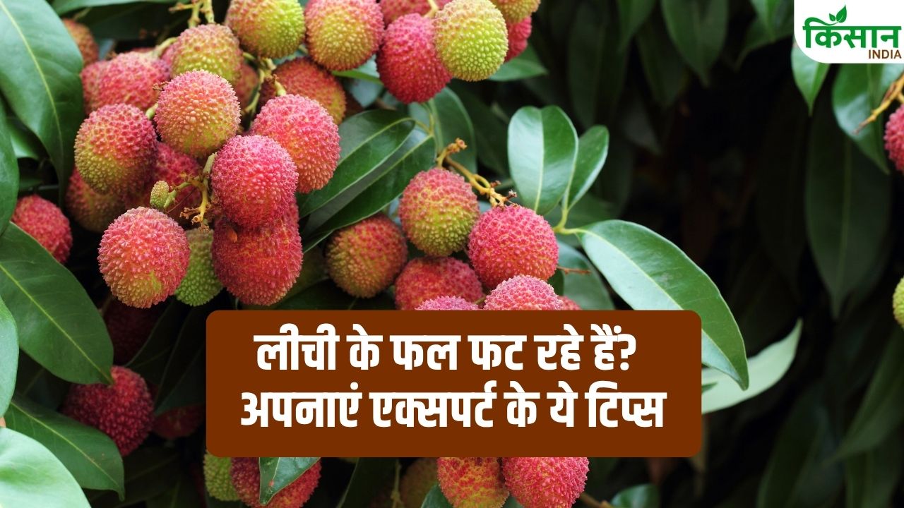 लीची के फल फटने से बर्बाद हो रही फसल! अभी करें एक्सपर्ट के बताए ये उपाय, नहीं तो होगा नुकसान