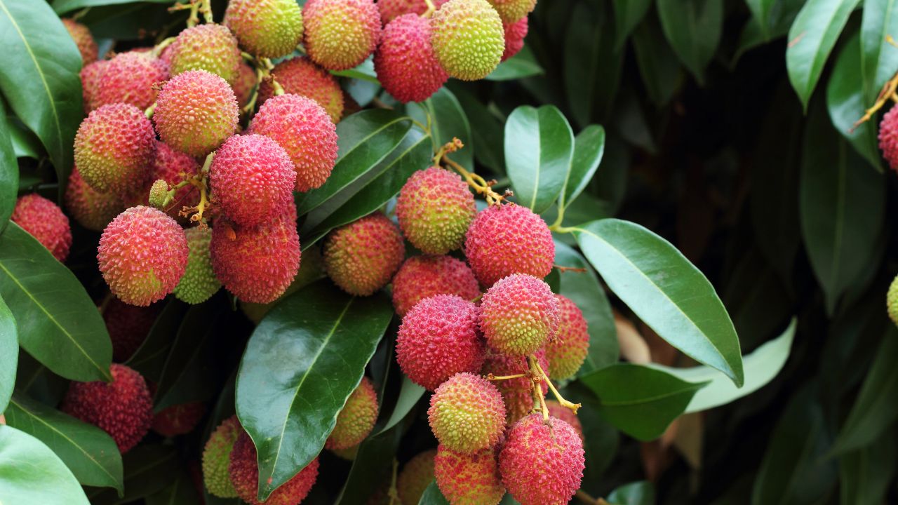 How To Prevent Litchi Fruit Cracking Dropping Causes Effective Control Methods Lychee Farming Tips