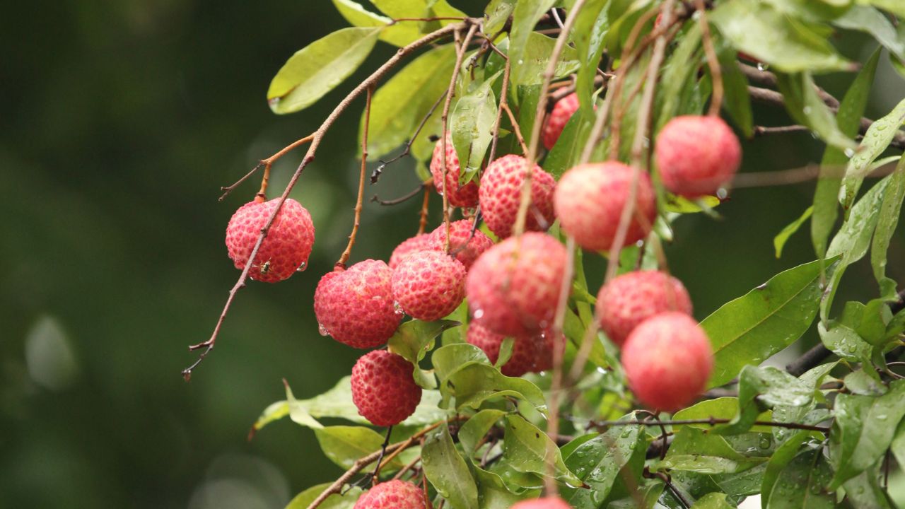 Tips For Farmers Pest Control In Litchi Farming Hindi Stink Bug Mealy Bug Mite Treatment