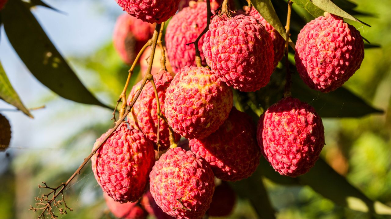 Tips For Farmers Expert Tips For Litchi Fruit Cracking Solution Lychee Ki Kheti