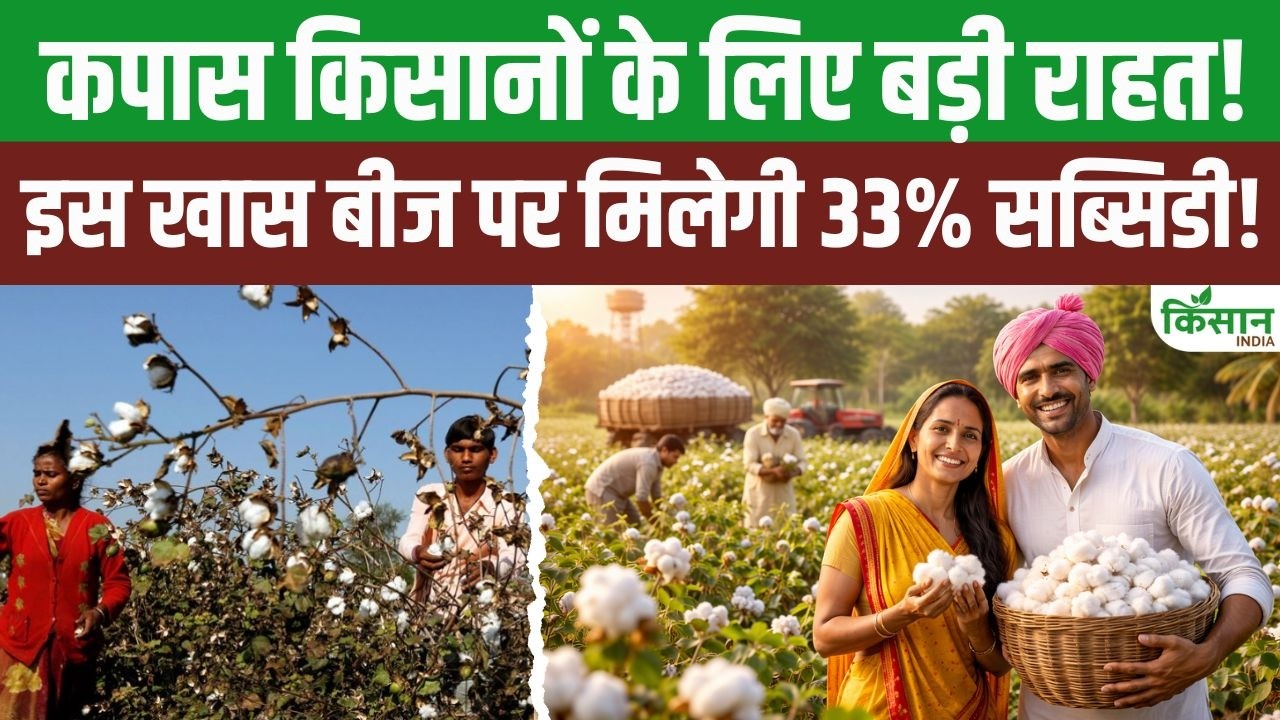 Cotton Cultivation Easier 33 Percent Subsidized Seeds Provide Huge Benefits Farmers And Increase Their Income