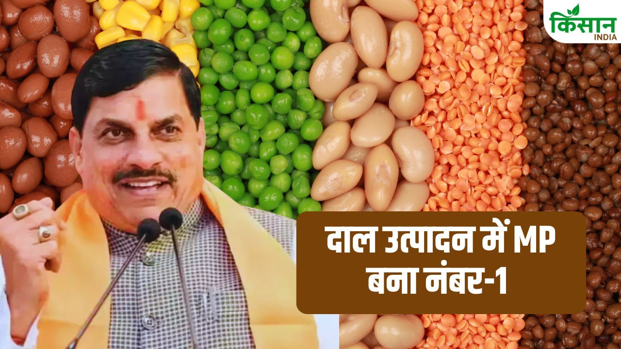 Madhya Pradesh Agriculture Growth Ranks First In Pulses Prodcution Second In Wheat