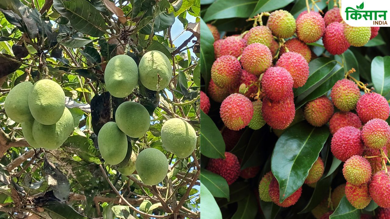 Mango Lychee Fruit Cracking Problem Causes Solutions How To Prevent Fruits Splitting In Crops Aam Ke Phal Fatna
