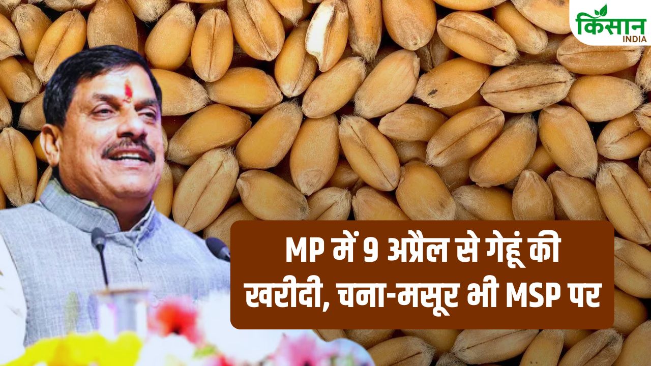 कैबिनेट ने चना-मसूर की MSP खरीदी को दी मंजूरी, गेहूं खरीद की नई तारीख का हुआ ऐलान