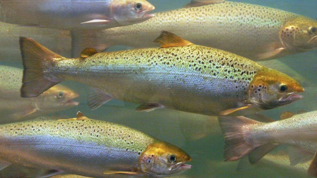 गर्मियों में मछलियों को सुबह और शाम के समय ही चारा देना चाहिए, क्योंकि दिन में अधिक गर्मी के कारण वे नीचे चली जाती हैं. सही समय पर चारा देने से उनकी वृद्धि तेजी से होती है.