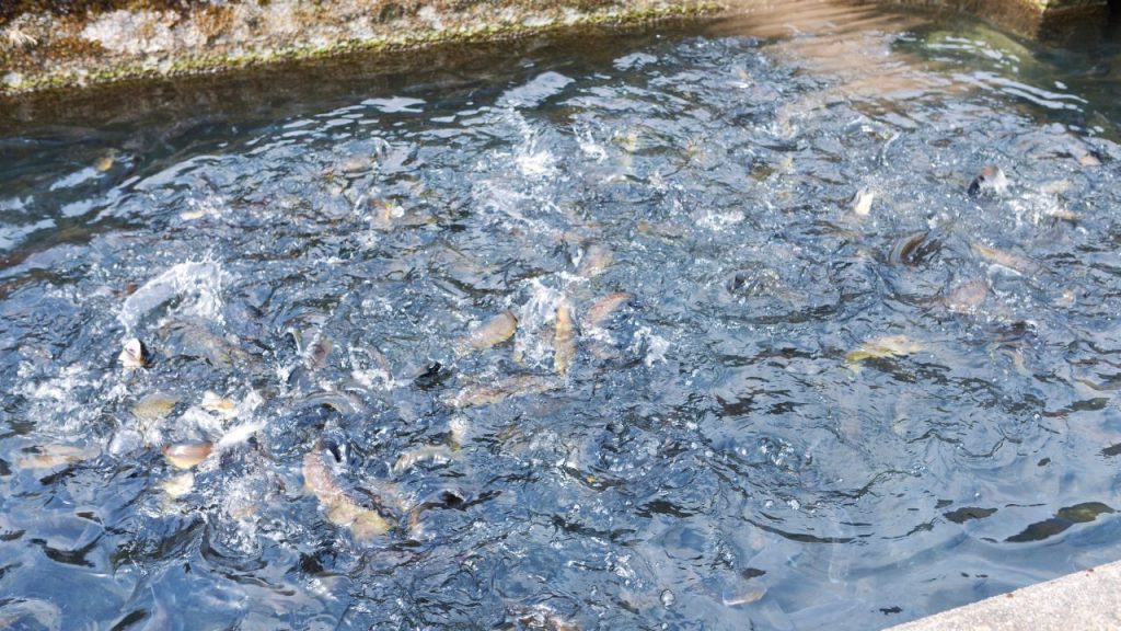 बेहतर उत्पादन के लिए तालाब का क्षेत्रफल कम से कम डेढ़ बीघा और गहराई 5–6 फीट होनी चाहिए. इससे मछलियों को पर्याप्त जगह मिलती है और उनकी ग्रोथ अच्छी होती है.