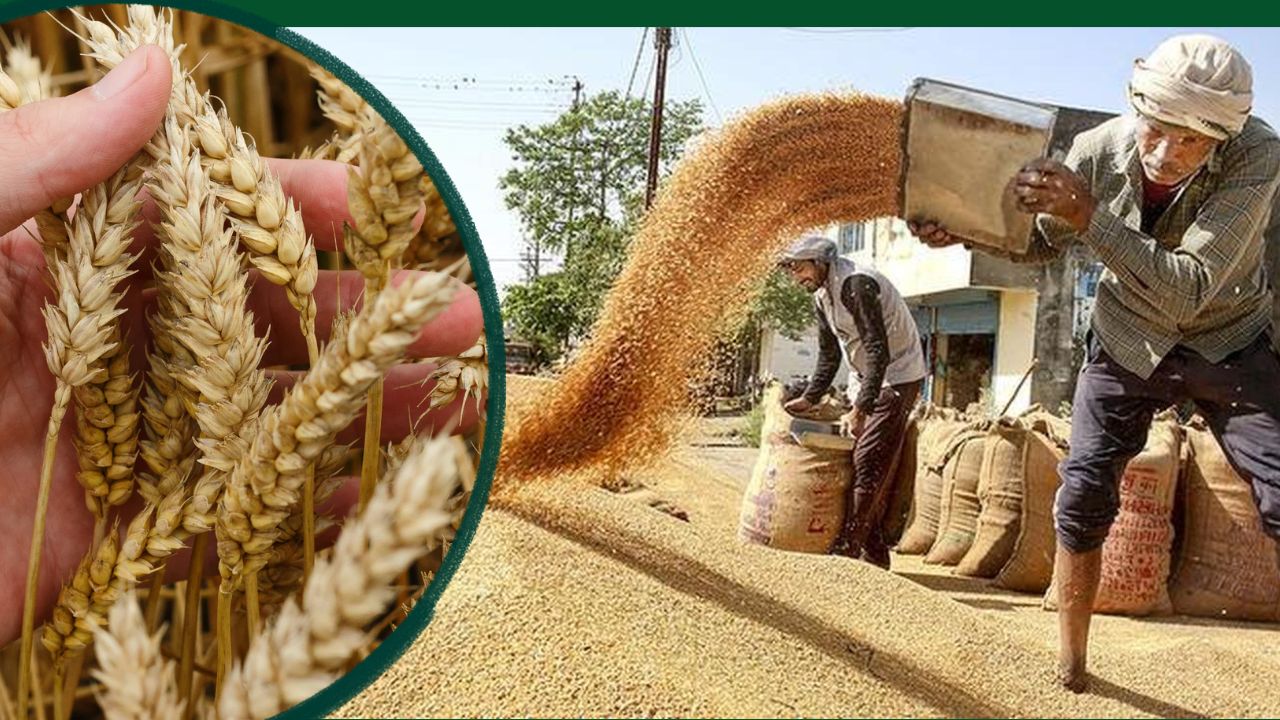 Madhya Pradesh Govt Increased Number Of Weighing Scales At Wheat Procurement Centres And Slot Booking Dates Extended Till 30th April