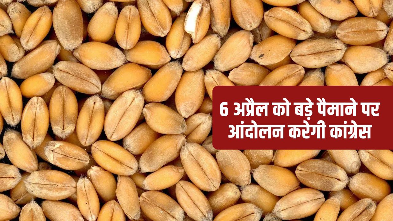 Madhya Pradesh Wheat Procurement Jitu Patwari To Go On Hunger Strike