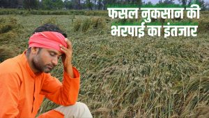 महाराष्ट्र में बारिश से 5.12 लाख एकड़ फसल चौपट, सरकार ने आर्थिक मदद का किया ऐलान.. सर्वे का काम शुरू