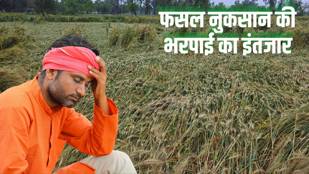 Rain Damages 5 Point12 Lakh Acres Crops In Maharashtra Government Announces Financial Aid