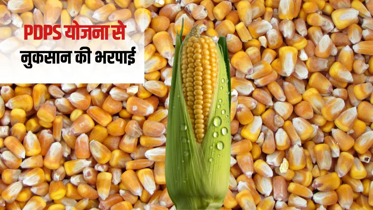 Maize Rate Maize Rate Msp Maize Market Rate Agriculture News Andhra Pradesh News