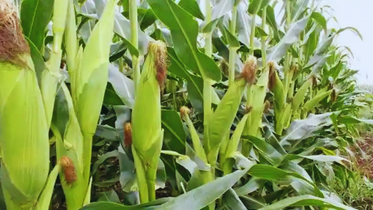 Tips For Farmers Maize Crop Pest Control Suit Fly Prevention Tips