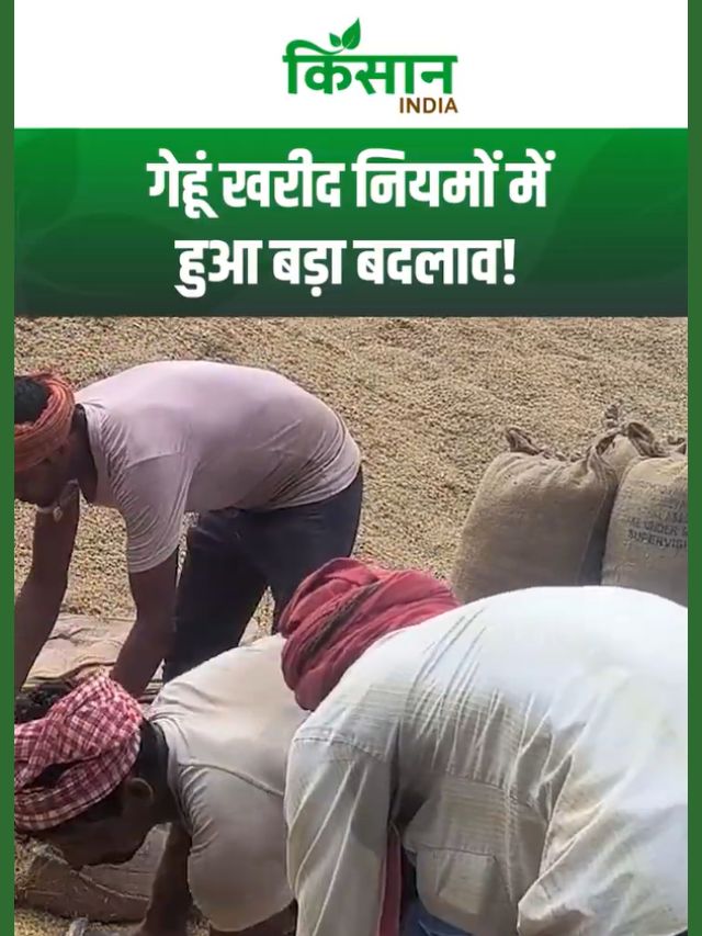 हरियाणा में गेहूं खरीद नियमों में बड़ा बदलाव, लस्टर लॉस की सीमा 70% तक बढ़ी