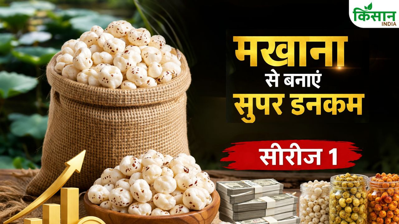Bihar Makhana Vikas Yojana 2026 27 Subsidy Processing Unit Export Business Farmers Superfood