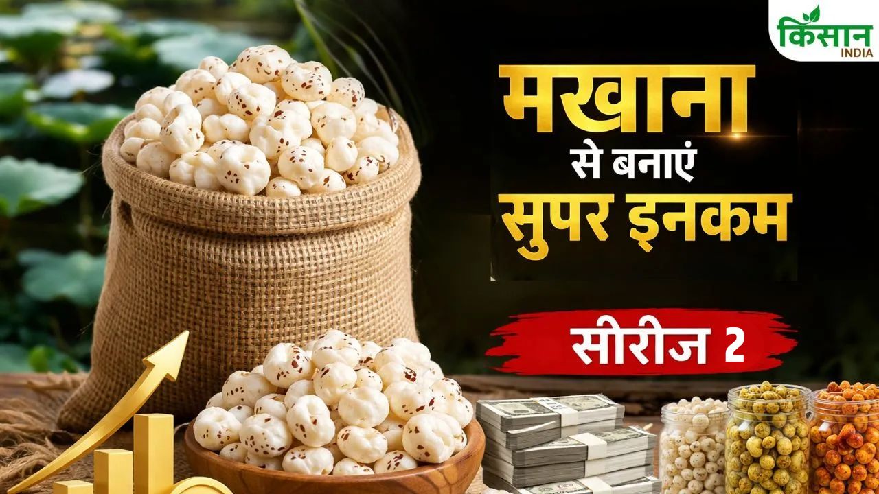 Bihar Makhana Vikas Yojana 2026 Subsidy Up To 3 Point 5 Crore On Makhana Production Processing Unit Support Scheme