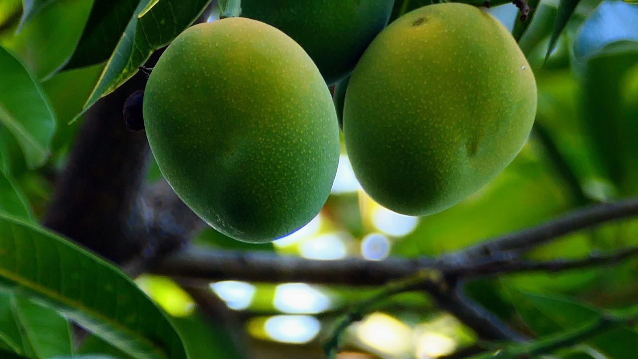 Tips For Farmers Hopper Pest Control In Mango Farming Aam Ki Kheti Me Bhunga Rog Niyantran Kaise Kare