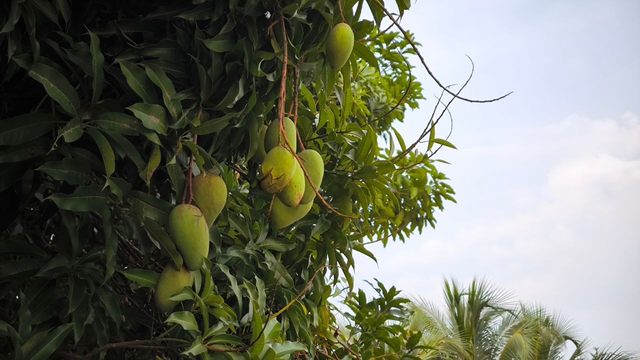 Mango Pest Control Tips Hindi Bihar Krishi Vibhag Aam Ke Baag Ko Keeton Se Kaise Bachaye