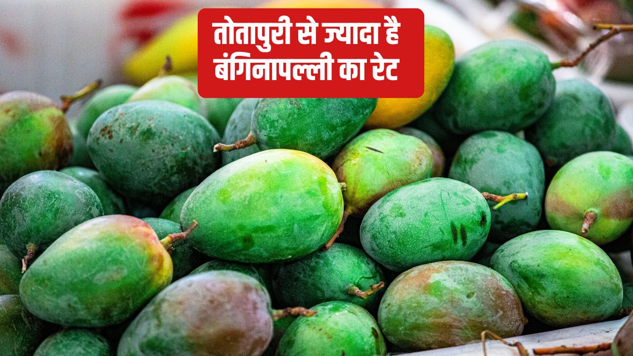 Mango Prices Suddenly Rise Reaching Rs 6000 Per Quintal Common Latest Rates
