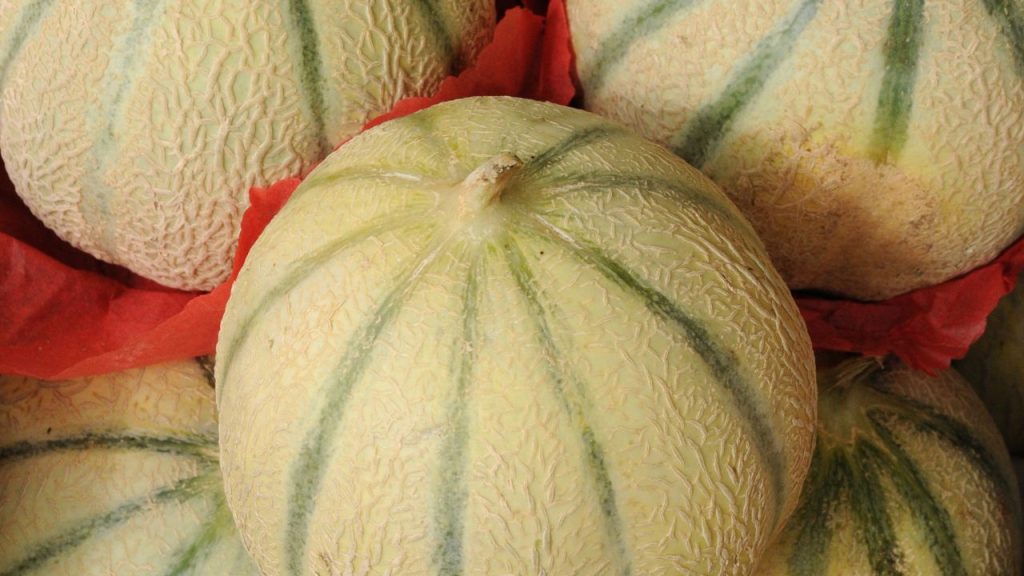 दबाकर करें क्वालिटी चेक: खरबूजे को हल्के से दबाने पर अगर वह थोड़ा नरम लगे, तो यह पके होने का संकेत है. लेकिन अगर उंगली ज्यादा अंदर चली जाए, तो वह ओवरराइप या सड़ा हुआ हो सकता है, जिसे नहीं खरीदना चाहिए.