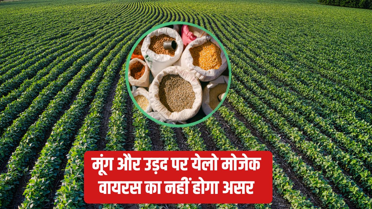 Agricultural Scientists Achieved Great Success In The Trial Pigeon Pea Crop Ready In 90 Days