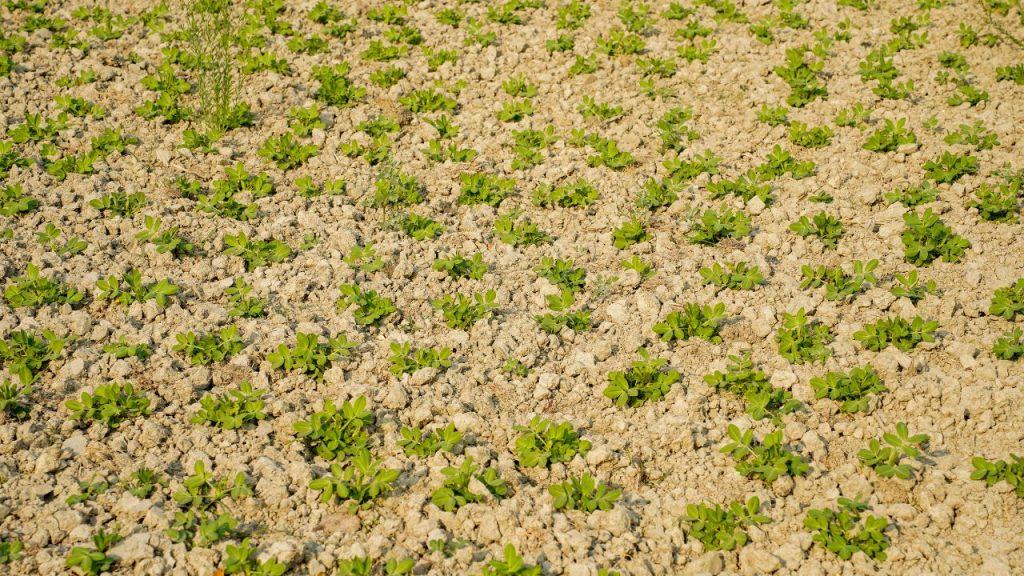 मूंगफली की बुवाई मुख्य रूप से खरीफ सीजन (जून–जुलाई) में होती है, लेकिन सिंचाई सुविधा वाले क्षेत्रों में इसे गर्मियों में भी लगाया जा सकता है. सही तकनीक अपनाकर किसान अलग-अलग राज्यों में अलग समय पर इसकी खेती कर सकते हैं. मूंगफली की बुवाई मुख्य रूप से खरीफ सीजन (जून–जुलाई) में होती है, लेकिन सिंचाई सुविधा वाले क्षेत्रों में इसे गर्मियों में भी लगाया जा सकता है. सही तकनीक अपनाकर किसान अलग-अलग राज्यों में अलग समय पर इसकी खेती कर सकते हैं.