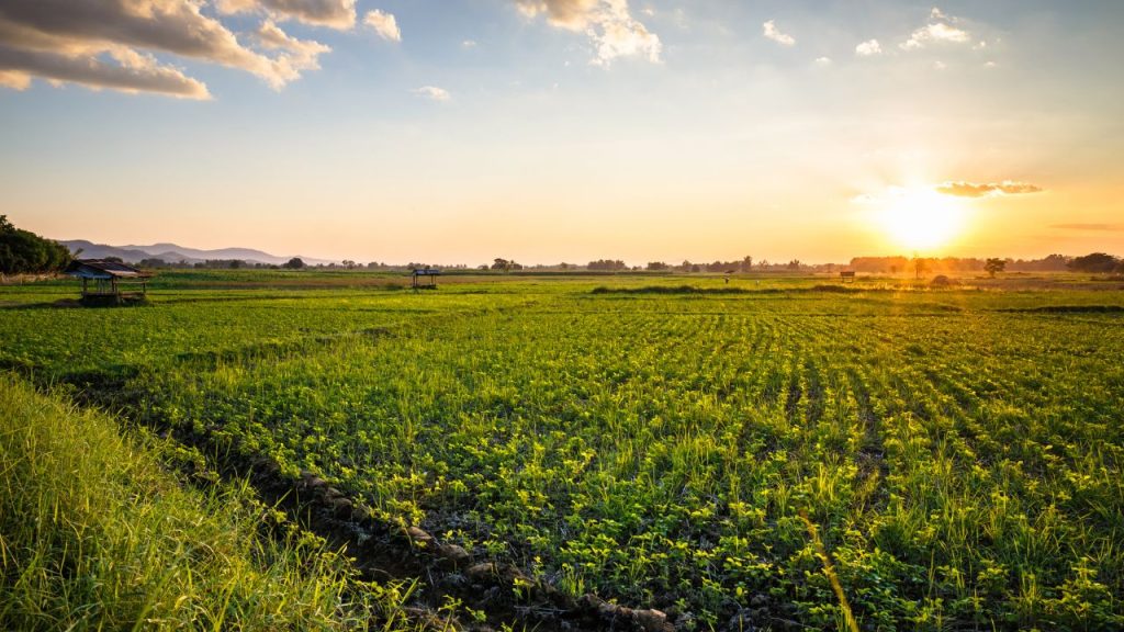 मूंगफली लगभग 90 से 120 दिनों में तैयार हो जाती है. यह शॉर्ट ड्यूरेशन क्रॉप होने के कारण किसानों को जल्दी नकद आय देती है, जिससे वे अगली फसल की तैयारी भी आसानी से कर पाते हैं. मूंगफली लगभग 90 से 120 दिनों में तैयार हो जाती है. यह शॉर्ट ड्यूरेशन क्रॉप होने के कारण किसानों को जल्दी नकद आय देती है, जिससे वे अगली फसल की तैयारी भी आसानी से कर पाते हैं.