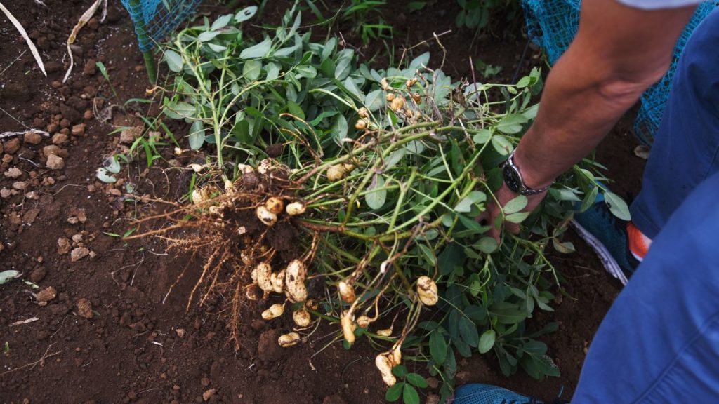 अब मूंगफली सिर्फ कुछ राज्यों तक सीमित नहीं रही, बल्कि गुजरात, राजस्थान, आंध्र प्रदेश, कर्नाटक, महाराष्ट्र और उत्तर भारत के कई हिस्सों में किसान इसे बड़े स्तर पर अपना रहे हैं. यह फसल कम लागत में अच्छा मुनाफा देने के कारण तेजी से लोकप्रिय हो रही है. अब मूंगफली सिर्फ कुछ राज्यों तक सीमित नहीं रही, बल्कि गुजरात, राजस्थान, आंध्र प्रदेश, कर्नाटक, महाराष्ट्र और उत्तर भारत के कई हिस्सों में किसान इसे बड़े स्तर पर अपना रहे हैं. यह फसल कम लागत में अच्छा मुनाफा देने के कारण तेजी से लोकप्रिय हो रही है.