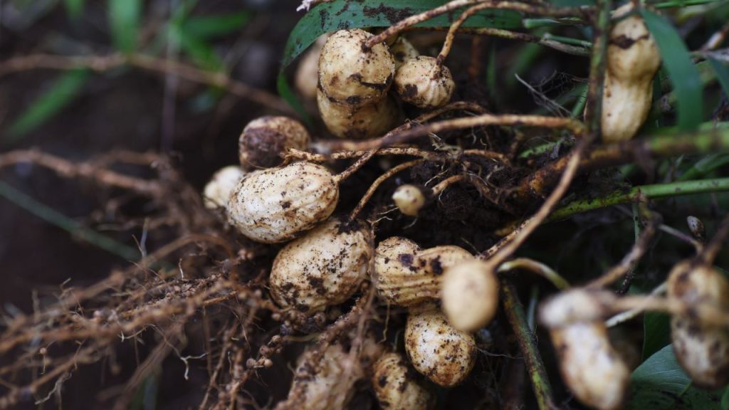 मूंगफली के लिए बलुई दोमट मिट्टी सबसे बेहतर मानी जाती है, लेकिन अच्छे जल निकास वाली हल्की से मध्यम मिट्टी में भी इसकी खेती सफल हो सकती है. खेत में पानी रुकना नहीं चाहिए, वरना फसल खराब हो सकती है. मूंगफली के लिए बलुई दोमट मिट्टी सबसे बेहतर मानी जाती है, लेकिन अच्छे जल निकास वाली हल्की से मध्यम मिट्टी में भी इसकी खेती सफल हो सकती है. खेत में पानी रुकना नहीं चाहिए, वरना फसल खराब हो सकती है.