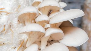 Mushroom Farming: 40 डिग्री गर्मी में भी होगी जबरदस्त पैदावार! ये देसी जुगाड़ अपनाएं और कमाएं तगड़ा मुनाफा!