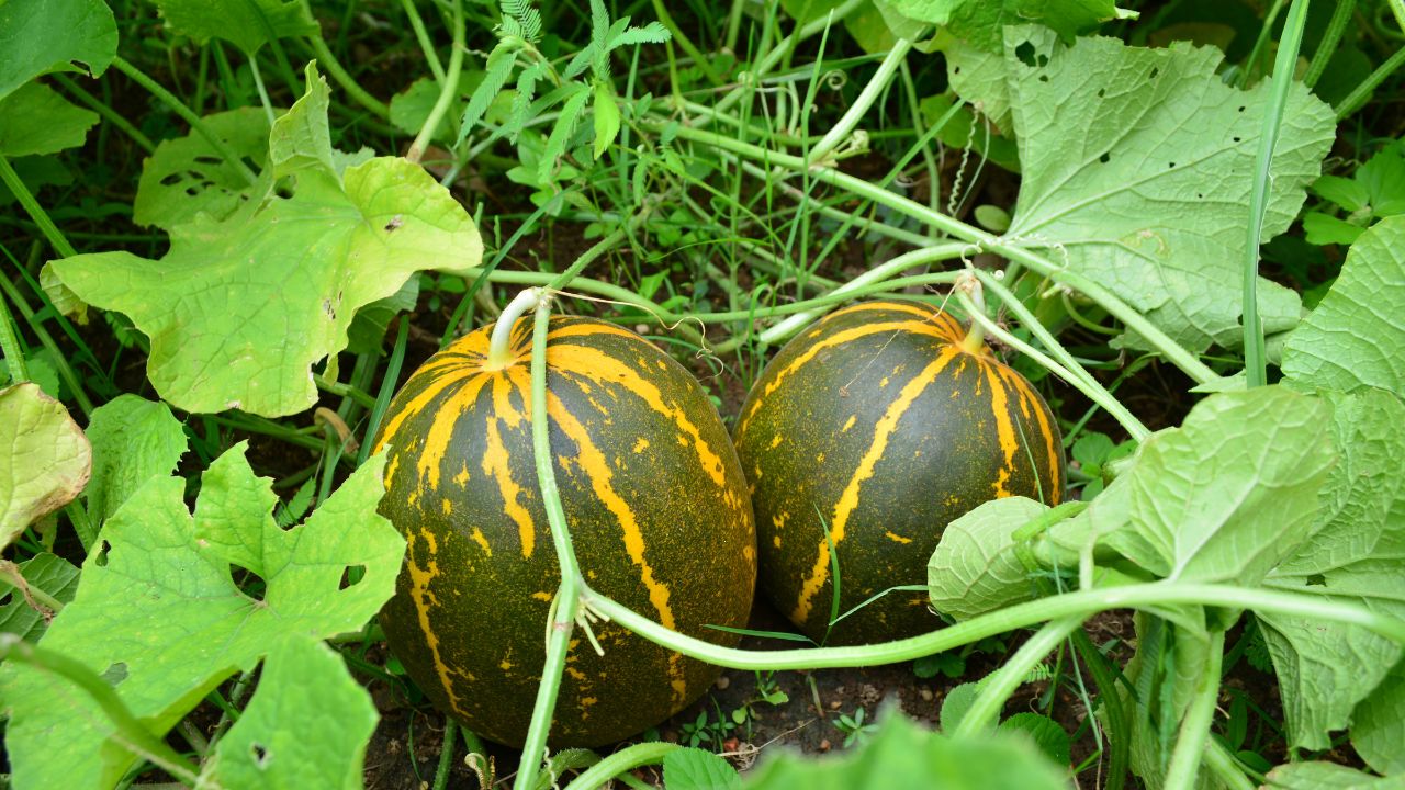 Tip Of The Day: अप्रैल में खरबूजे की खेती में न करें ये गलती, वरना फसल और मुनाफा दोनों पर पड़ेगा भारी असर