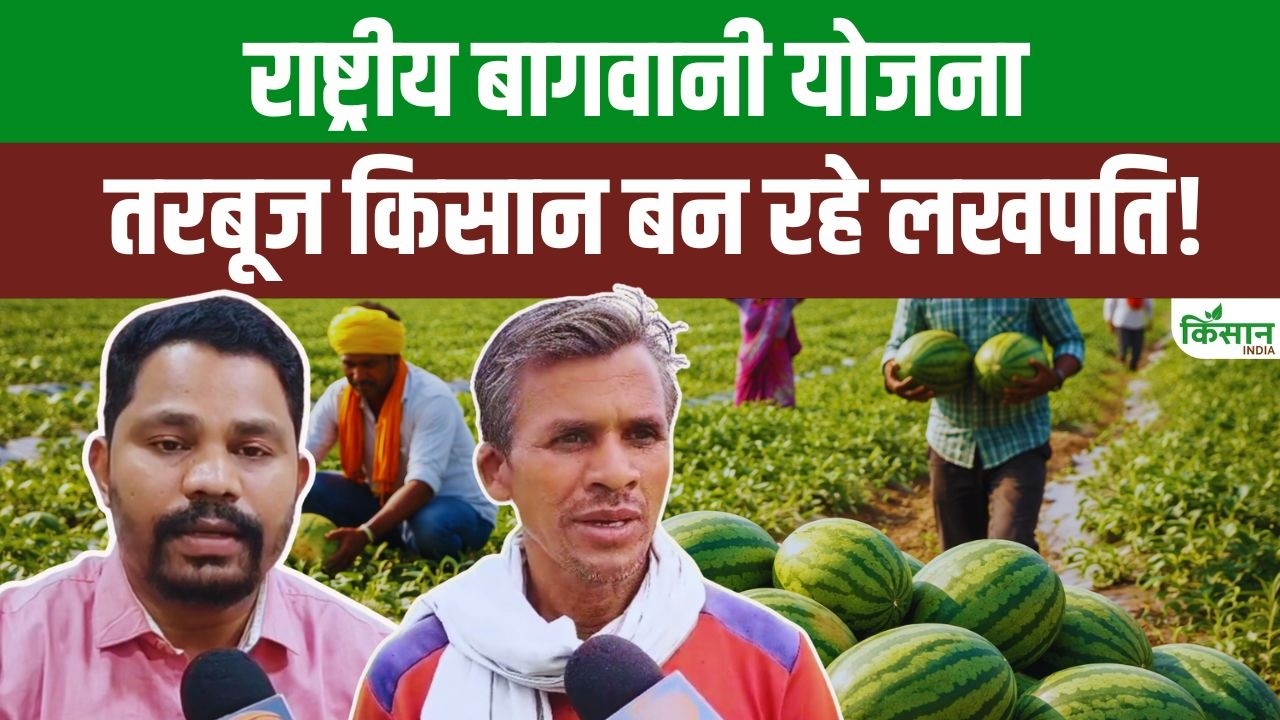 National Horticulture Mission Cultivating Bumper Watermelon Crops Korba Chhattishgarh Farmers Are Becoming Lakhpatis