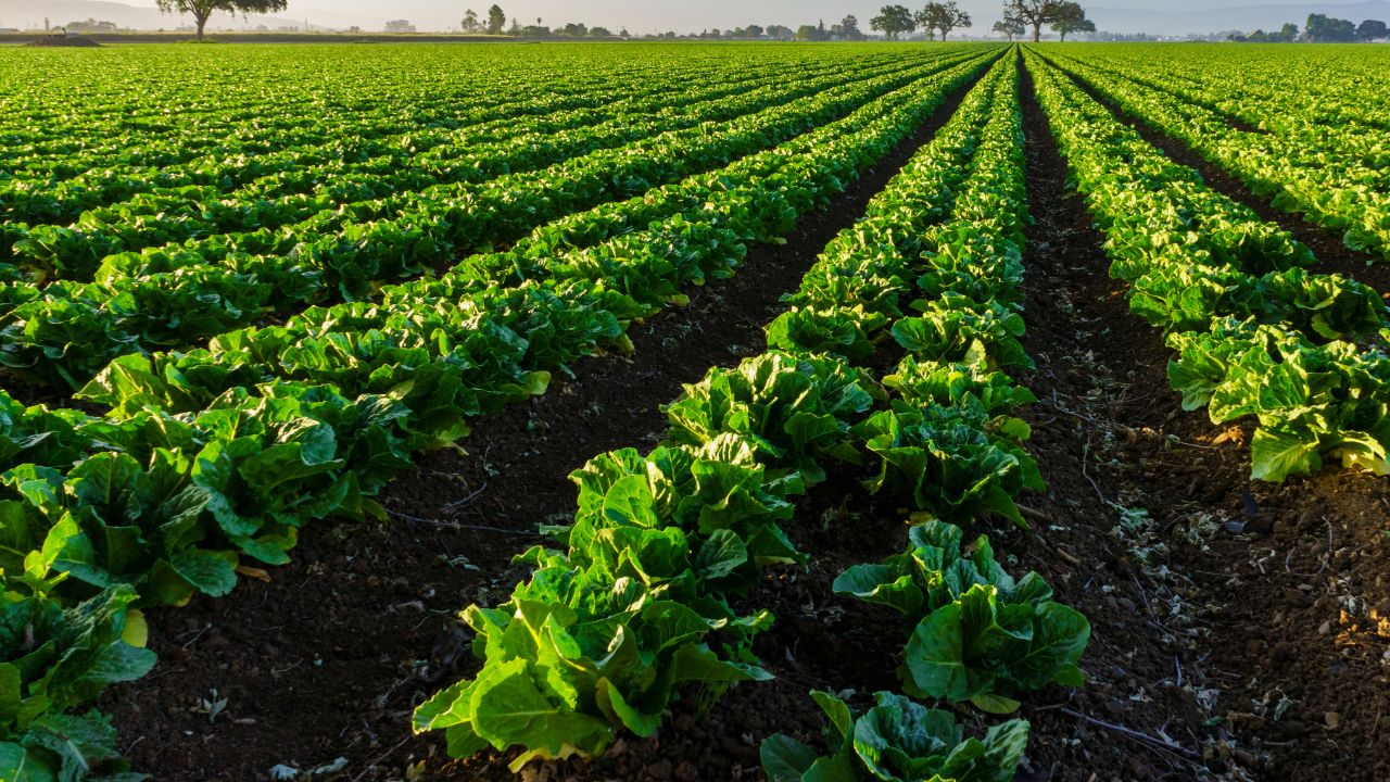 Rajasthan Agriculture National Natural Farming Mission Benefits Cost Saving Soil Health Environment Friendly