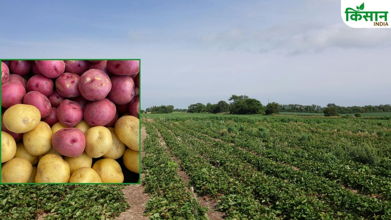 केंद्र सरकार ने आलू की 4 नई किस्मों को दी मंजूरी, अब 90 दिनों में तैयार होगी फसल.. इन राज्यों को फायदा