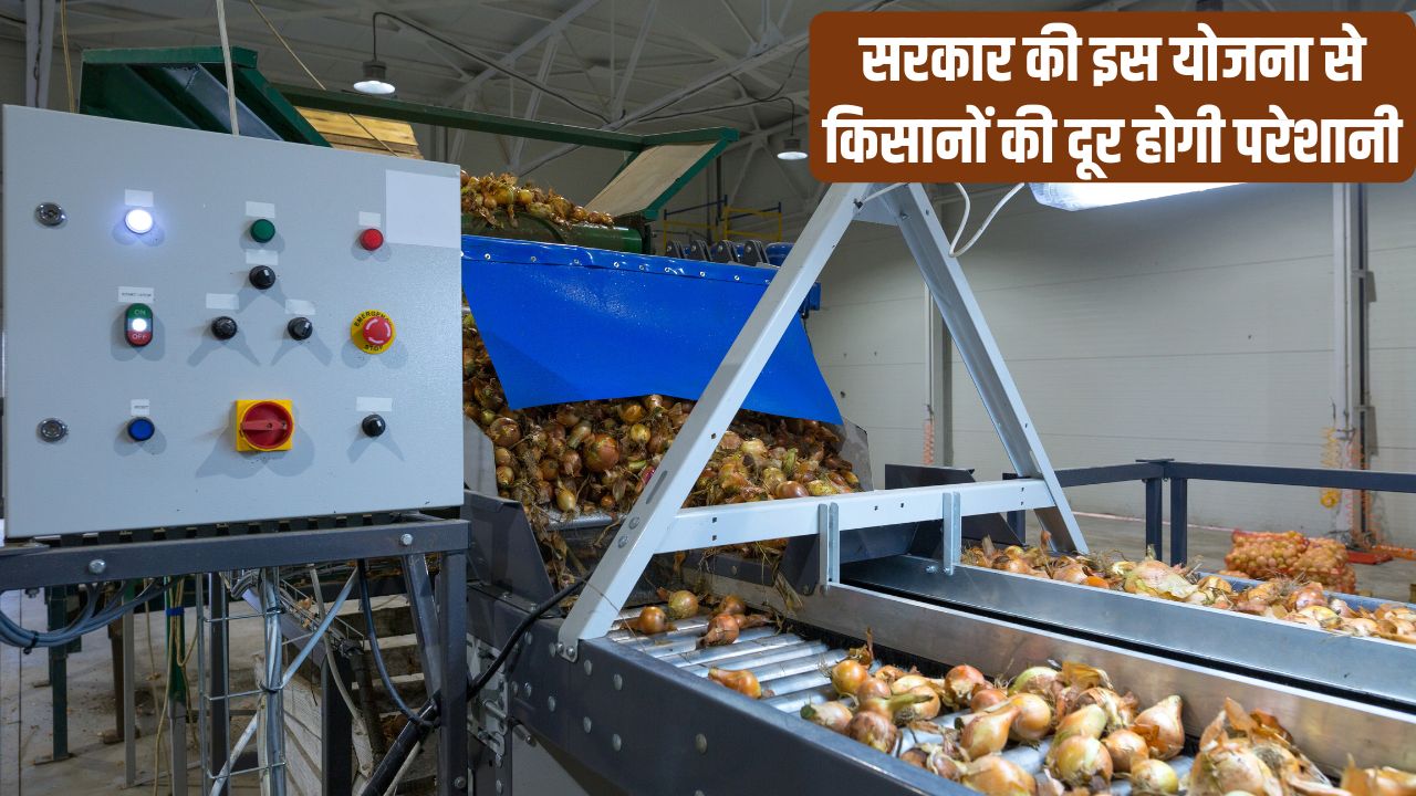 Maharashtra Government Planning Set Up Solar Powered Onion Processing Units Tabilize Onion Prices