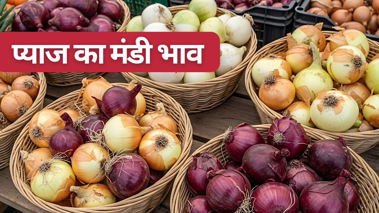 Onion Price Crash 50 Percent Farmer Said Onion Mandi Rate Rs 800 Per Quintal Against Production Cost Of 1800