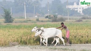 पीएम किसान को लेकर बड़ा अपडेट, 23वीं किस्त से पहले पूरा कर लें ये जरूरी काम.. वरना नहीं मिलेगा लाभ