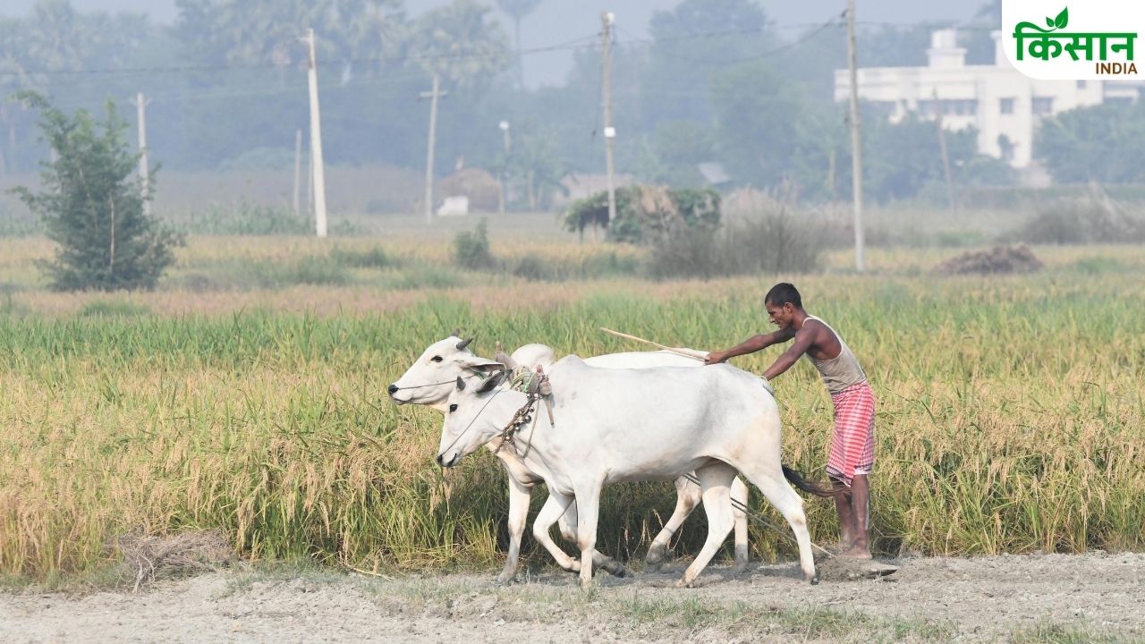 Major Update Regarding Pm Kisan Farmer Id Is Required For Pm Kisan Beneficiaries 23rd Installment