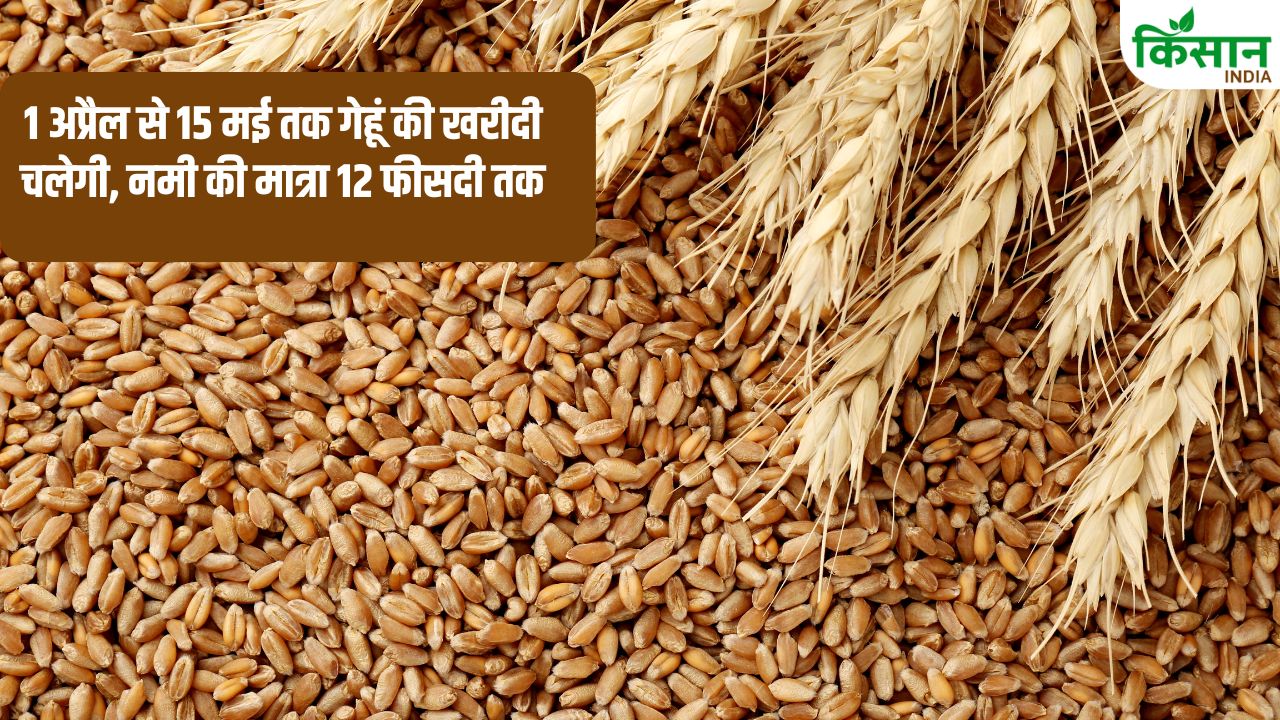 Wheat Procurement Starts 1 April In Haryana 12 Lakh Farmers Have Registered