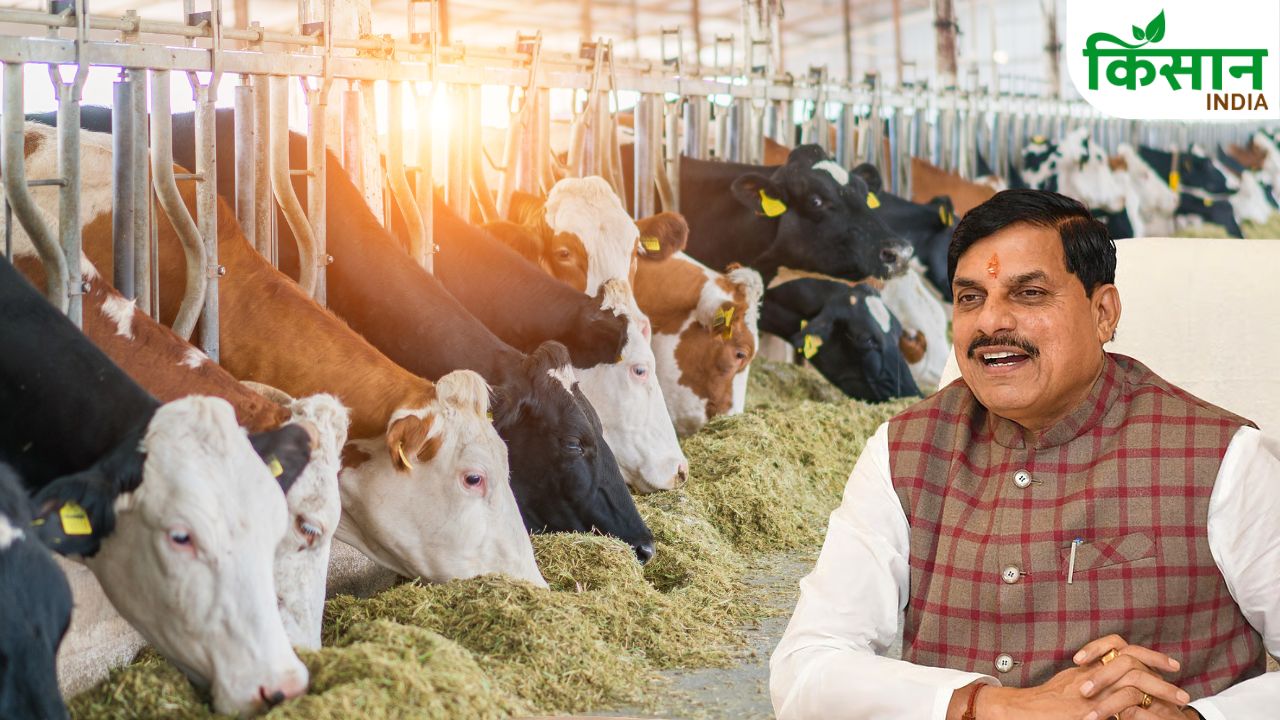 Madhya Pradesh Dairy Development Cm Mohan Yadav 26000 Villages Milk Production Target