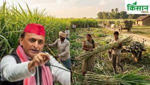 अखिलेश यादव बोले- सरकार बनने पर 24 घंटे में होगा गन्ना किसानों को भुगतान, बनाएंगे रिवॉल्विंग फंड