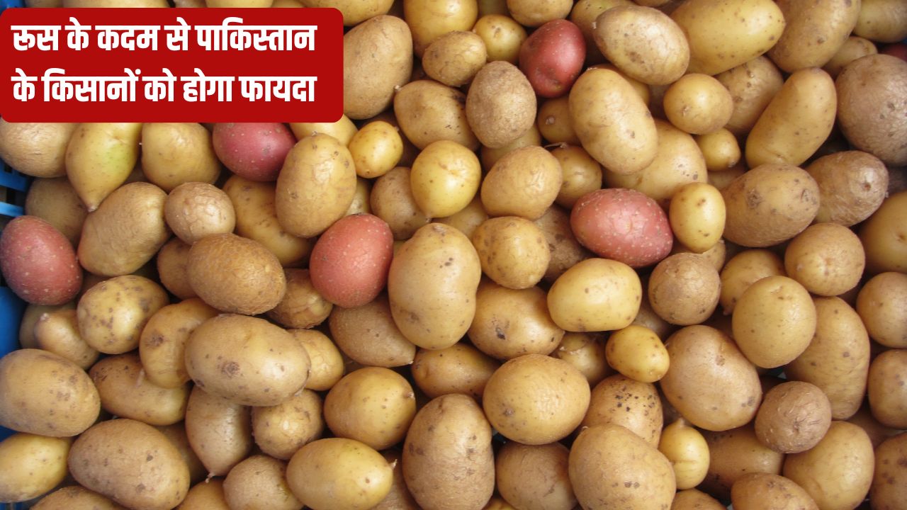 Russia Gives Pakistan A Major Relief Lifts Ban On Potato Imports