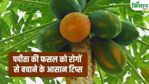 पपीता की फसल पर रिंग स्पॉट वायरस और जड़ गलन रोग का खतरा, एक्सपर्ट से जाने कैसे बचाएं फसल