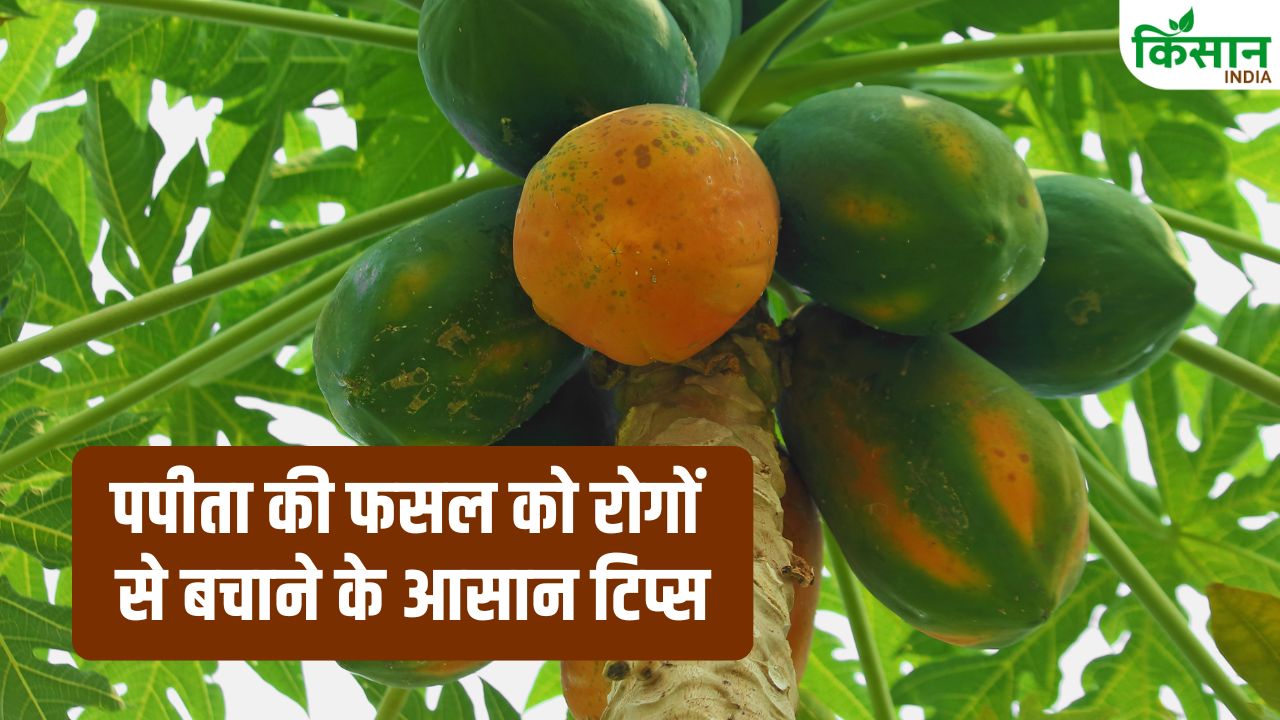 पपीता की फसल पर रिंग स्पॉट वायरस और जड़ गलन रोग का खतरा, एक्सपर्ट से जाने कैसे बचाएं फसल