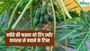 पपीता की खेती में ये गलती पड़ सकती है भारी! एक्सपर्ट से जानें रोपण का सही समय पर और रोग प्रबंधन के टिप्स