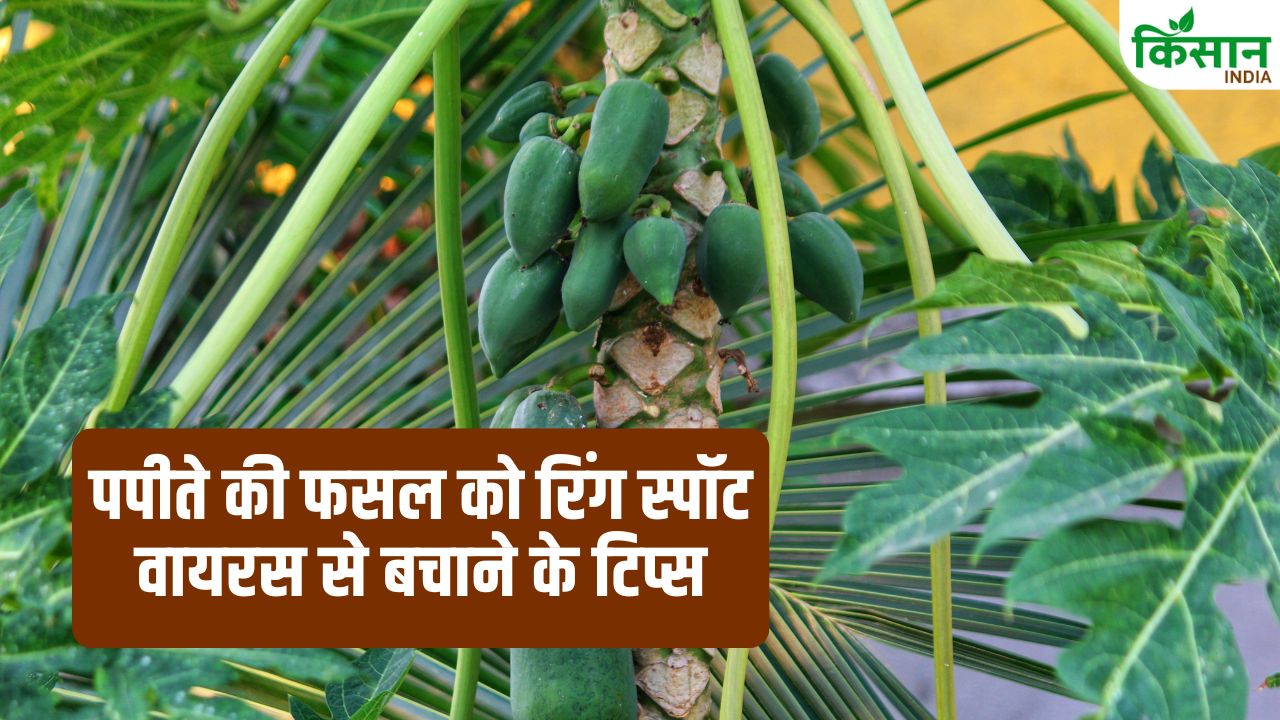 Papaya Farming Tips April Planting Benefits Prsv Virus Control Root Rot Management Papite Ki Kheti