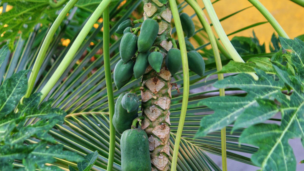 कम बीमारी, ज्यादा उत्पादन और डबल मुनाफा… अप्रैल में पपीता लगाने से पहले जरूर जान लें एक्सपर्ट के ये टिप्स