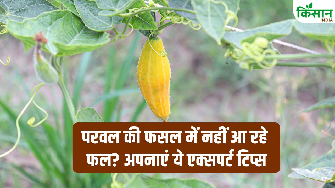 Parwal Ki Kheti Ke Tips Pointed Gourd Cultivation Tips Spray Schedule To Increase Flowering