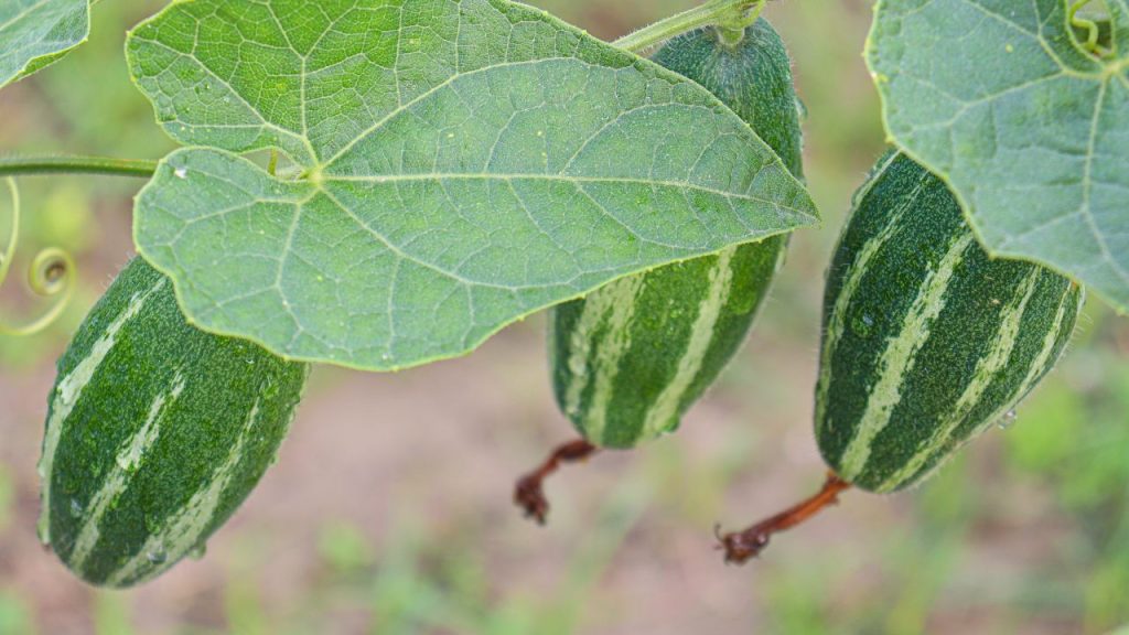 परवल की खेती में यह एक आम समस्या है कि पौधों पर फूल तो बहुत आते हैं, लेकिन उनमें से बहुत कम ही फल बन पाते हैं. इससे किसानों की मेहनत और लागत के बावजूद उत्पादन उम्मीद से कम रह जाता है. असल में यह समस्या सिर्फ खेती के तरीके की नहीं, बल्कि कई वैज्ञानिक कारणों से जुड़ी होती है.