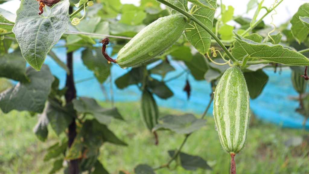 परवल की खासियत यह है कि इसके नर और मादा फूल अलग-अलग पौधों पर उगते हैं. यदि खेत में नर पौधे ज्यादा और मादा पौधे कम हो जाएं, तो परागण ठीक से नहीं हो पाता. इसका सीधा असर फल बनने की प्रक्रिया पर पड़ता है और उत्पादन घट जाता है. इसलिए सही अनुपात बनाए रखना बेहद जरूरी है.